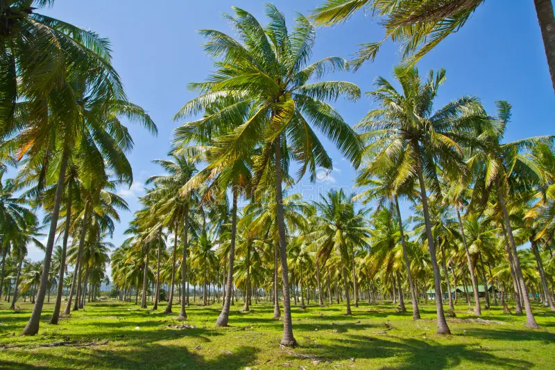 ayanamholidays